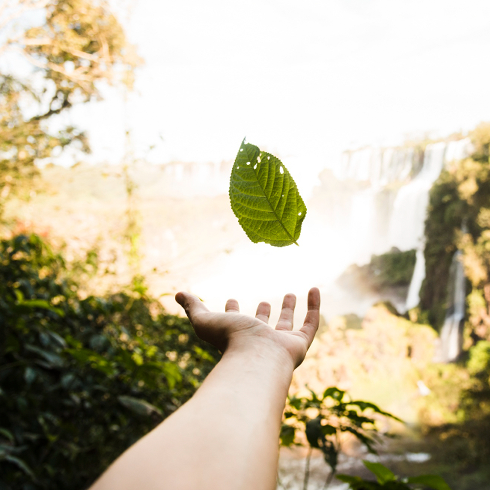 Protegendo o meio ambiente através do Direito